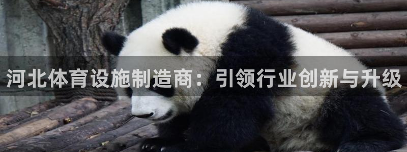 意昂体育4娱乐：河北体育设施制造商：引领行业创新与升